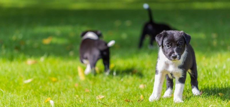 Can Dogs Coexist with House Rabbits? Expert Tips for Safe Pet Harmony
