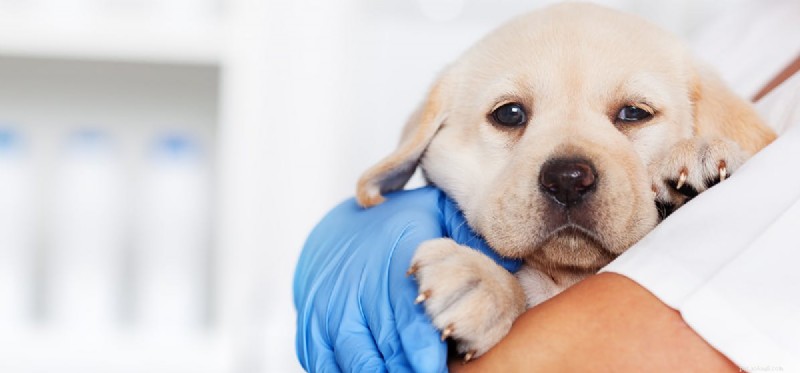 Managing Kidney Disease in Dogs: Lifespan and Care Strategies