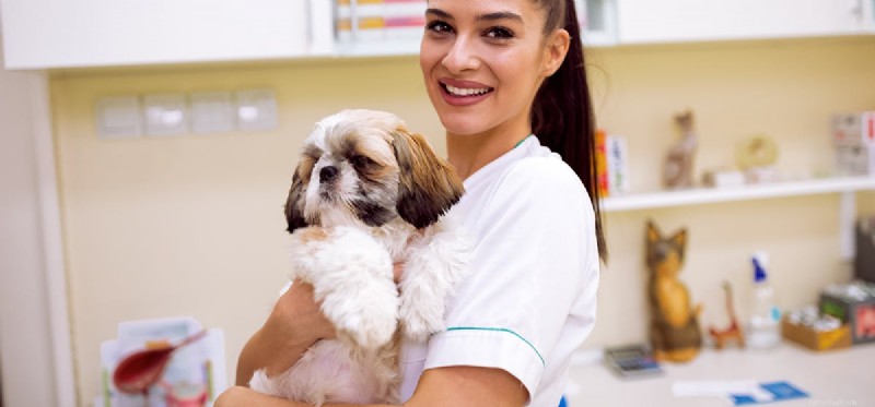 Can Dogs Live With Kidney Failure? Expert Care & Hope