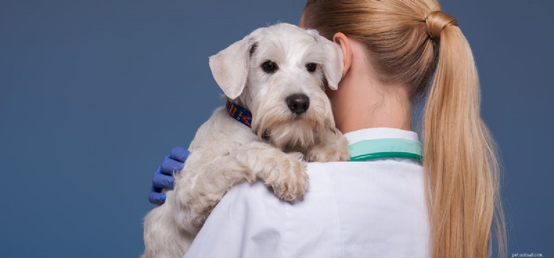 Can Dogs Live With Kidney Failure? Expert Care & Hope