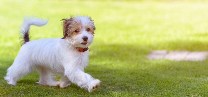 Can Dogs Live With Mast Cell Tumors? Expert Insights & Care Tips