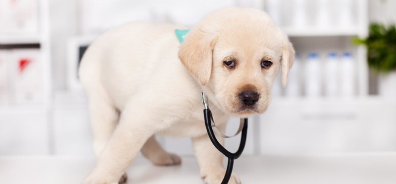Living with Megaesophagus: Can Dogs Thrive?