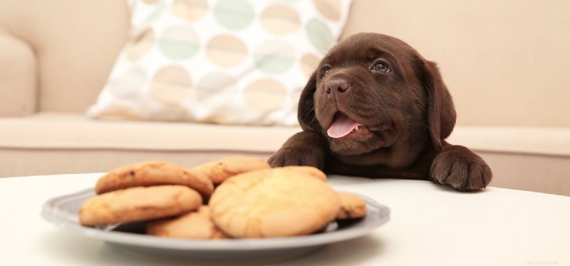 Living with Megaesophagus: Can Dogs Thrive?