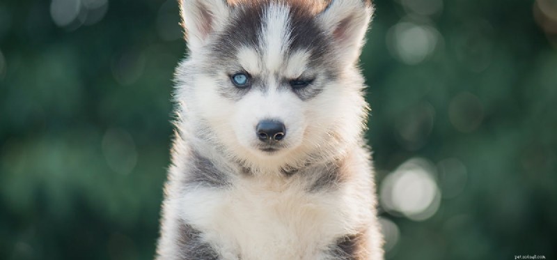 Can Dogs Thrive With One Eye? Expert Insights on Vision, Care, and Happiness