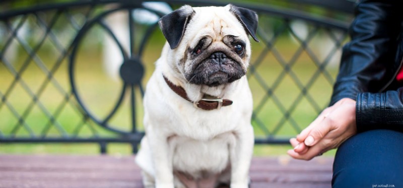 Can Dogs Thrive With One Eye? Expert Insights on Vision, Care, and Happiness