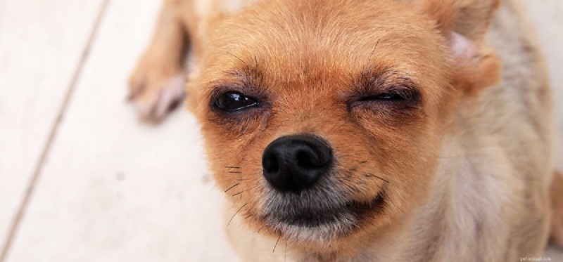 Can Dogs Thrive With One Eye? Expert Insights on Vision, Care, and Happiness