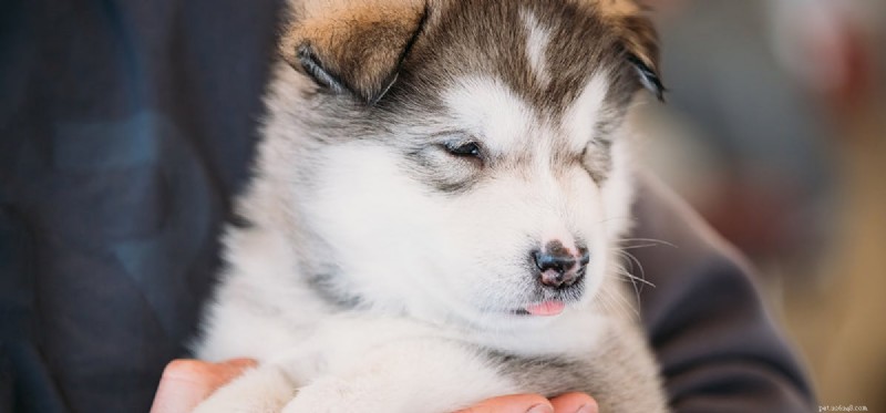 Can Dogs Thrive With One Eye? Expert Insights on Vision, Care, and Happiness