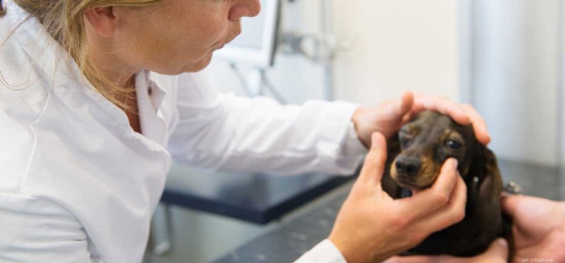 Can Dogs Thrive After Losing Their Eyes?