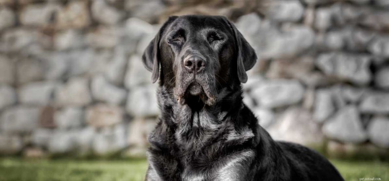 Can Dogs Thrive After Losing Their Eyes?