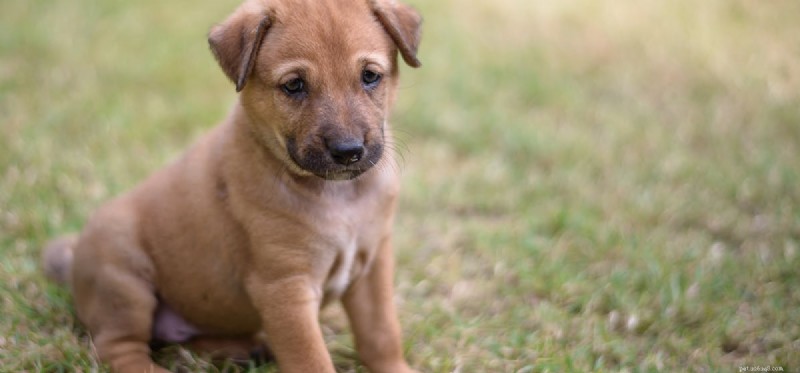 Can Dogs Thrive After Spleen Removal? Essential Facts