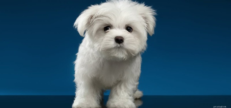 Can Dogs Thrive After Spleen Removal? Essential Facts