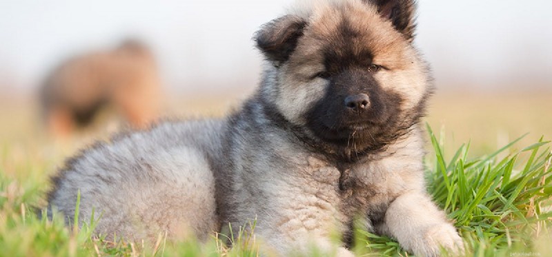Can Dogs Survive with Protein‑Losing Enteropathy? Understanding the Outlook