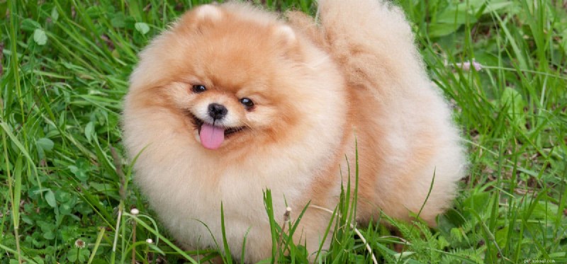 Can Dogs Survive with Protein‑Losing Enteropathy? Understanding the Outlook
