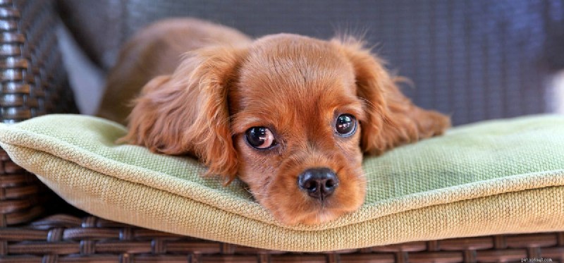 Can Dogs Survive with Protein‑Losing Enteropathy? Understanding the Outlook