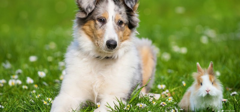 Can Dogs and Rabbits Coexist Harmoniously? Expert Tips for Mixed‑Pet Homes