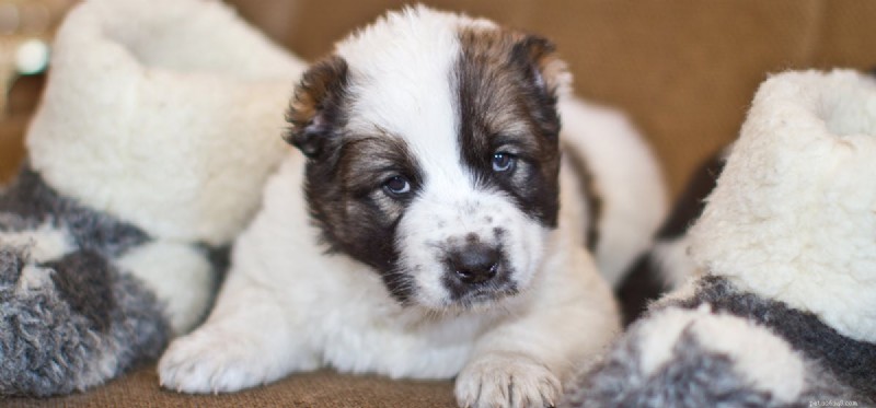 Can Dogs and Sheep Coexist? A Guide to Mixed Livestock Housing
