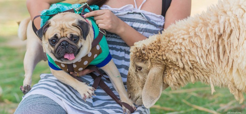 Can Dogs and Sheep Coexist? A Guide to Mixed Livestock Housing