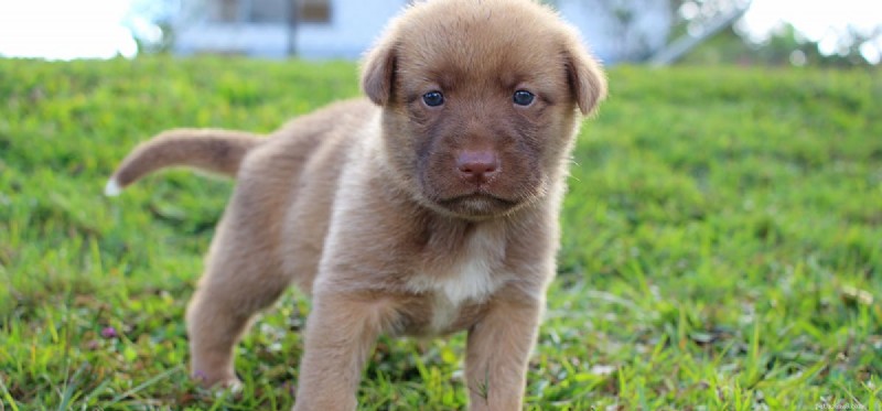 Can Dogs and Sheep Coexist? A Guide to Mixed Livestock Housing