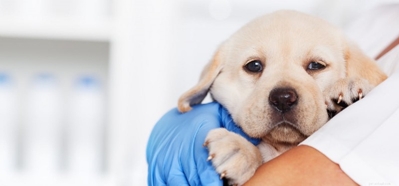 Can Dogs Thrive with Vestibular Disease? Expert Care Guide