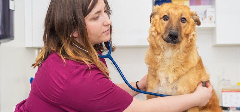 Can Dogs Thrive with Vestibular Disease? Expert Care Guide