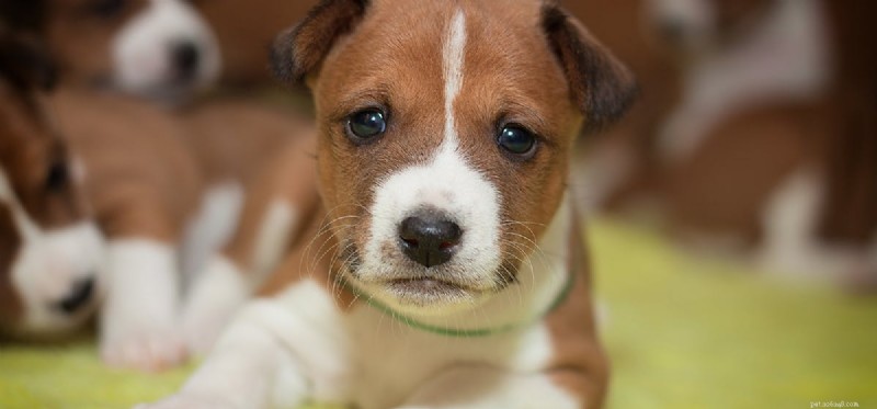 Understanding Runny Noses in Dogs: Causes, Symptoms, and When to Seek Vet Care