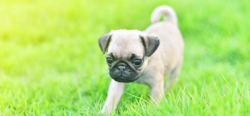 Understanding Runny Noses in Dogs: Causes, Symptoms, and When to Seek Vet Care