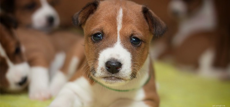 Do Dogs Sense Death? A Scientific Exploration