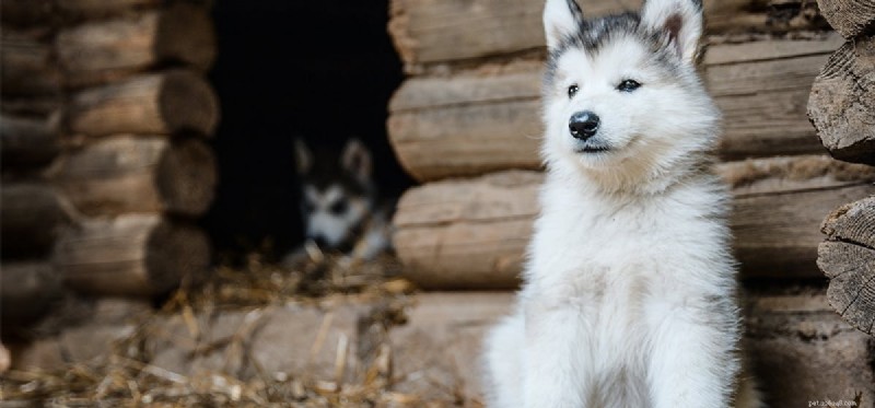 Do Dogs Sense Death? A Scientific Exploration