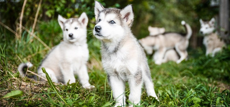 Do Dogs Sense Death? A Scientific Exploration