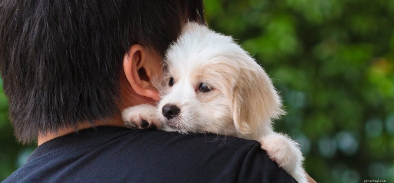 Do Dogs Sense Death? A Scientific Exploration