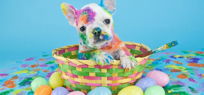 Can Dogs Really See Colors? A Scientific Overview