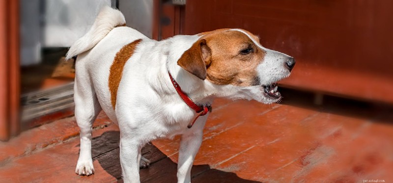 Do Dogs Understand Their Own Barks? Insights into Canine Self‑Awareness
