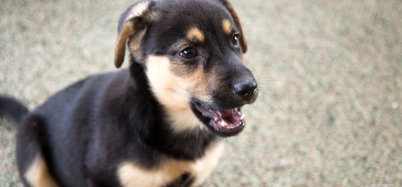 Do Dogs Understand Their Own Barks? Insights into Canine Self‑Awareness