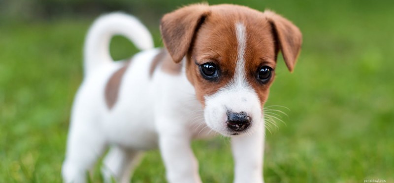 Do Dogs Understand Their Own Barks? Insights into Canine Self‑Awareness