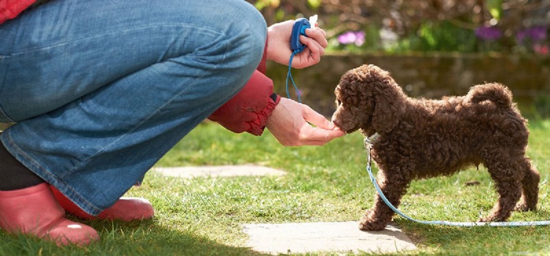 Can Dogs Detect Their Own Smell? Insights into Self-Recognition