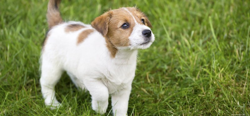 How Well Can Dogs Remember? Understanding Canine Memory