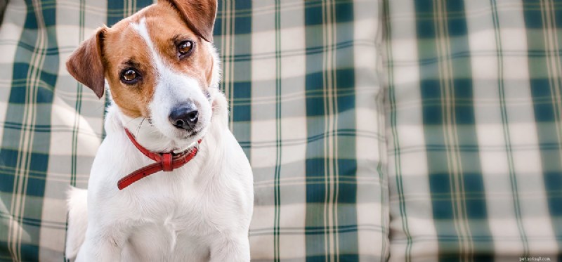 How Well Can Dogs Remember? Understanding Canine Memory