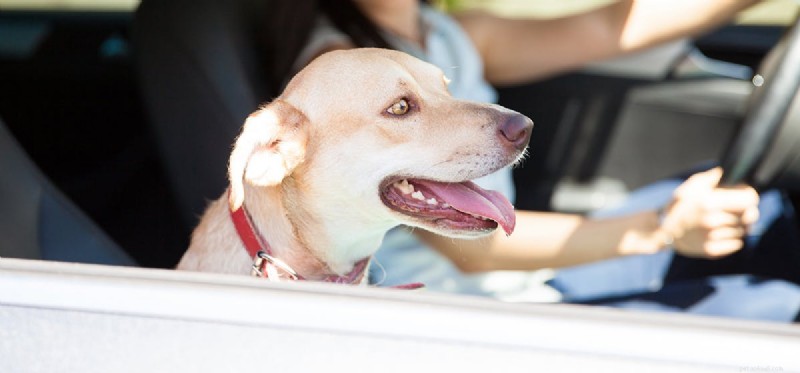 How Well Can Dogs Remember? Understanding Canine Memory