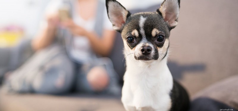 How Well Can Dogs Remember? Understanding Canine Memory