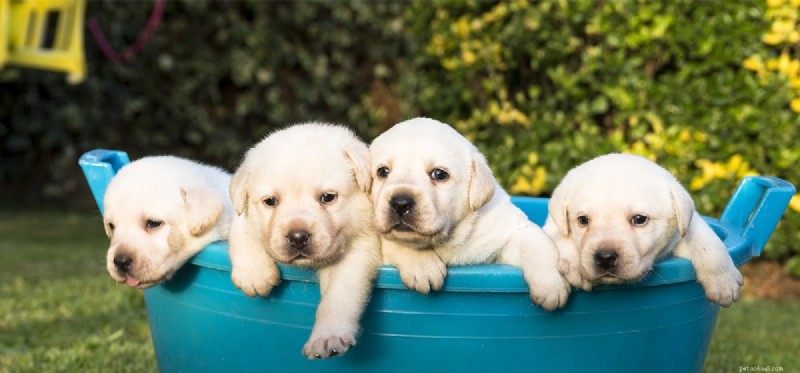 Do Dogs Remember Their Puppy Days? Discover the Science Behind Their Memories