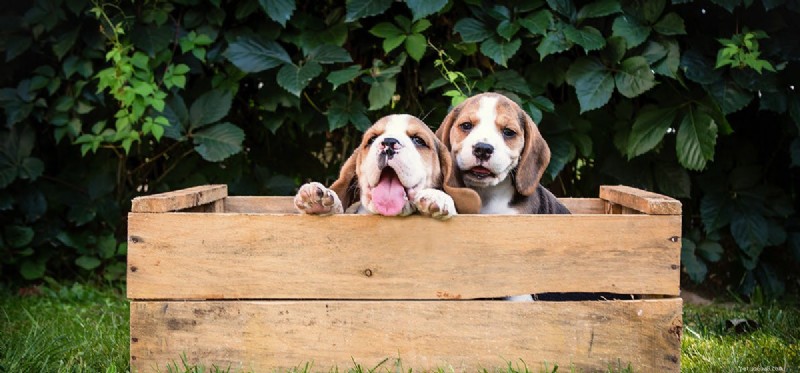 Do Dogs Remember Their Puppy Days? Discover the Science Behind Their Memories