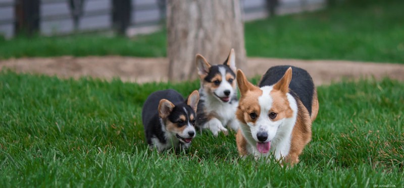 Do Dogs Truly Remember Past Events?