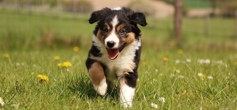 Do Dogs Truly Remember Past Events?