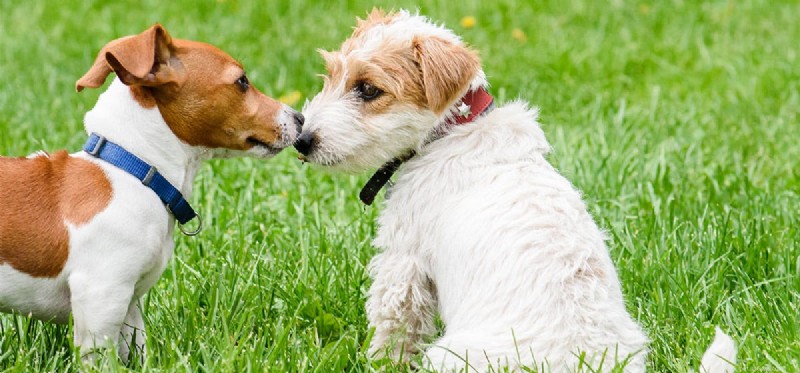 How Well Do Dogs Remember Smells? Expert Insights