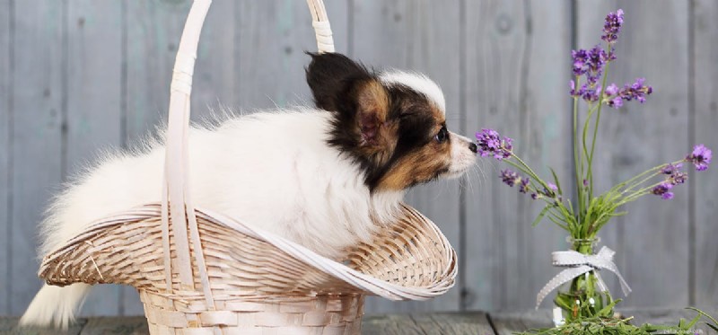 How Well Do Dogs Remember Smells? Expert Insights