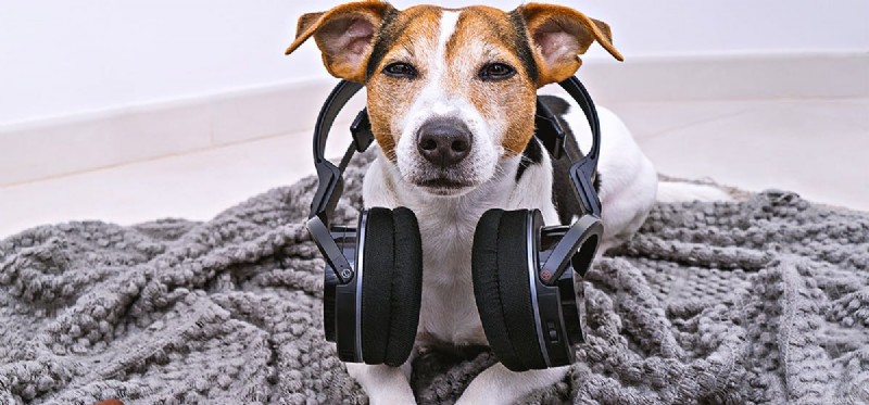 Do Dogs Truly Remember Music? Exploring Canine Song Recognition