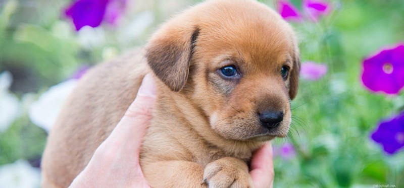 Do Dogs Really Chase Laser Pointers? Expert Insights on Vision & Play