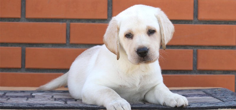 Do Dogs Really Chase Laser Pointers? Expert Insights on Vision & Play