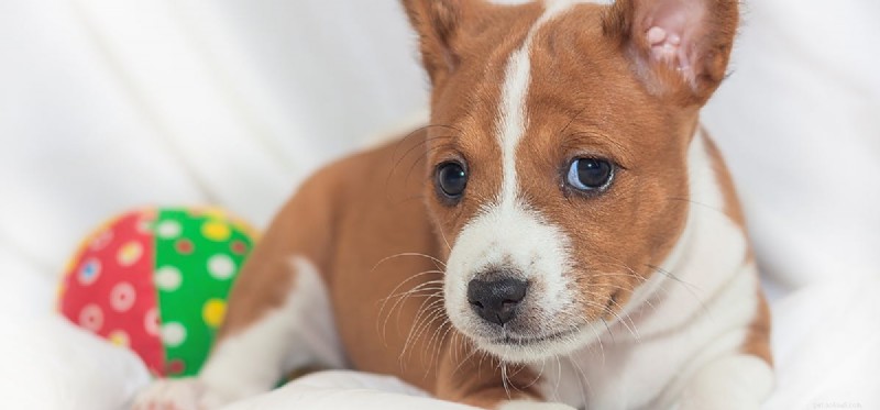 Do Dogs Really Chase Laser Pointers? Expert Insights on Vision & Play