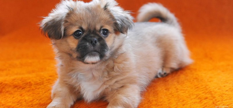 Do Dogs Really Chase Laser Pointers? Expert Insights on Vision & Play